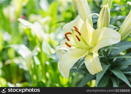 Lily flower and green leaf background in garden at sunny summer . Lily flower and green leaf background in garden at sunny summer or spring day for postcard beauty decoration and agriculture concept design. Lily Lilium hybrids.