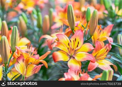 Lily flower and green leaf background in garden at sunny summer or spring day for beauty decoration and agriculture design. Lily Lilium hybrids.