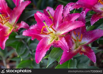 Lily flower and green leaf background in garden at sunny summer or spring day. Lily Lilium hybrids.