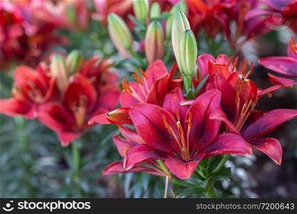 Lily flower and green leaf background in garden at sunny summer or spring day. Lily Lilium hybrids.