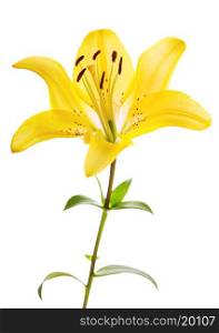 lily flower isolated on white background