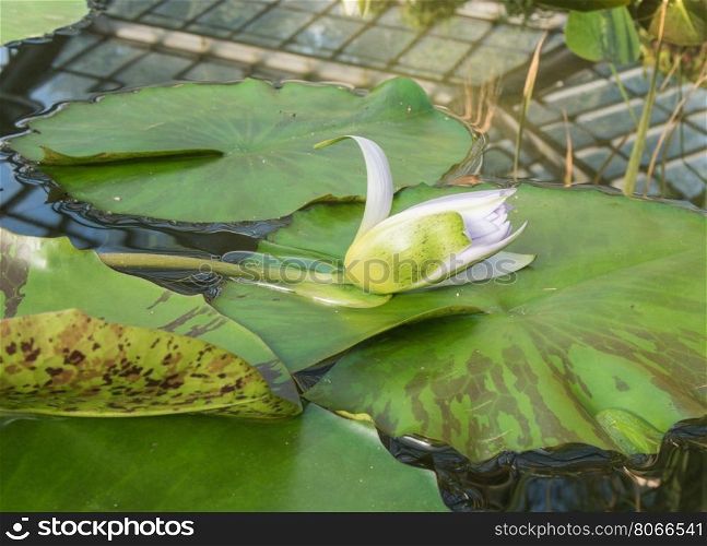 Lily flower lying on the sheet. lily flower on a sheet of water lilies
