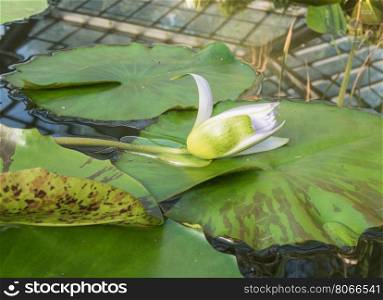 Lily flower lying on the sheet. lily flower on a sheet of water lilies
