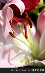 Lily flower macro view. Colorful background wallpaper. Lily flower macro view