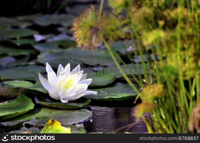 lily flower on a decorative pool in a landscaped park