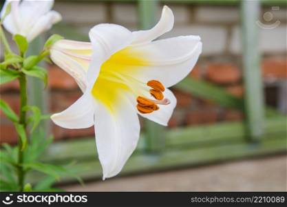 Lily flower on the dacha. Growing lily flower on a country or a plot