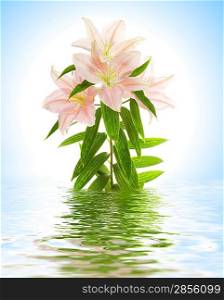Lily flower reflected in rendered water