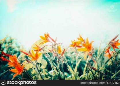 Lily flowers at sky background in garden or park, outdoor nature background