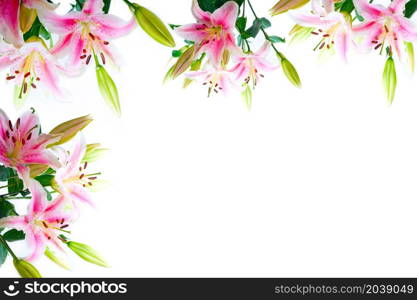 lily flowers composition frame over white copyspace