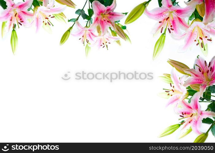 lily flowers composition frame over white copyspace