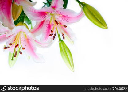 lily flowers corner frame over white background copyspace
