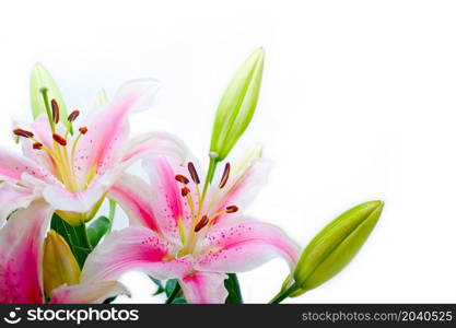 lily flowers corner frame over white background copyspace