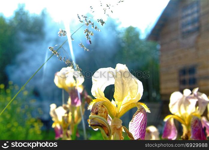 Lily flowers in the garden in the summer evening. Lily flowers in the garden in the summer evening, Russia