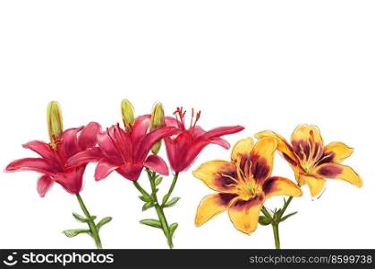 Lily Flowers watercolor illustration isolated on white background