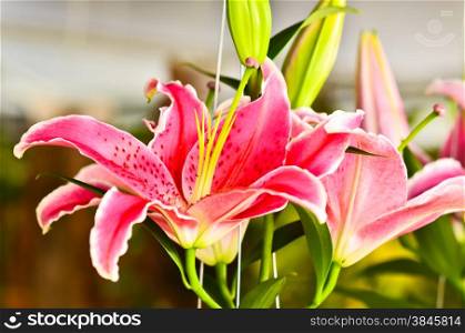 Lily fragrance blooming
