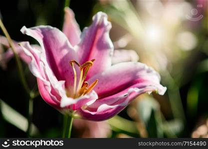 Lily in spring with soft focus, unfocused blurred spring Lily, bokeh flower background, pastel and soft flower background.