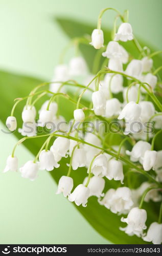 lily of the valley