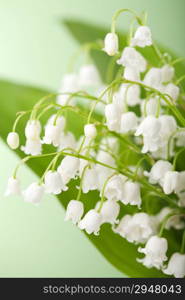 lily of the valley