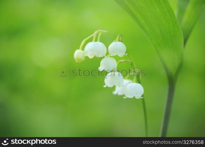 Lily of the valley