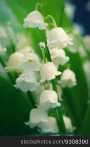 Lily of the valley (Convallaria majalis)
Beautiful small white flowers of spring plant.