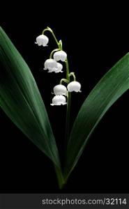 Lily of the valley (Convallaria majalis) isolated on black background; close up