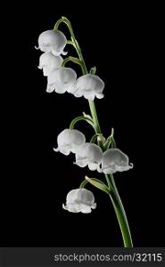 Lily of the valley (Convallaria majalis) isolated on black background; close up