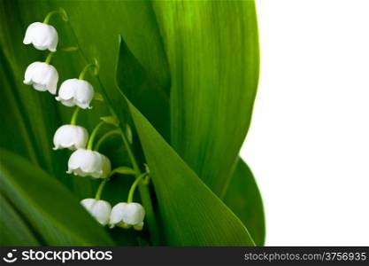 Lily of the valley (convallaria majalis) isolated on white background