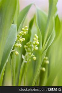 lily of the valley flower buds in early spring forest between green leaves
