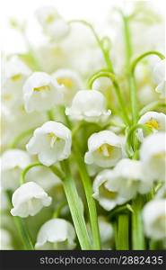 Lily-of-the-valley flowers