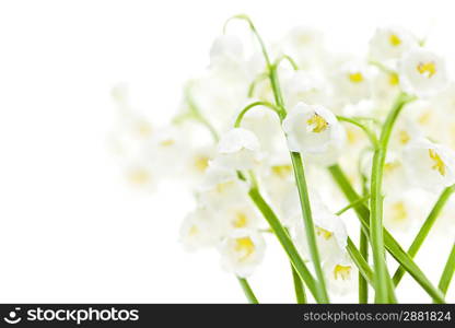 Lily-of-the-valley flowers on white