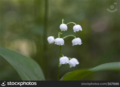 lily of the valley in the forest