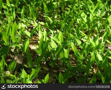 lily of the valley in the forest glade