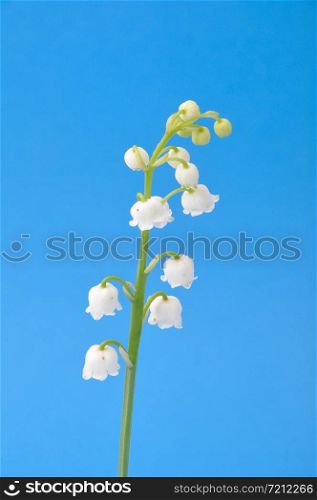 lily of the valley . lily of the valley