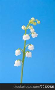 lily of the valley . lily of the valley