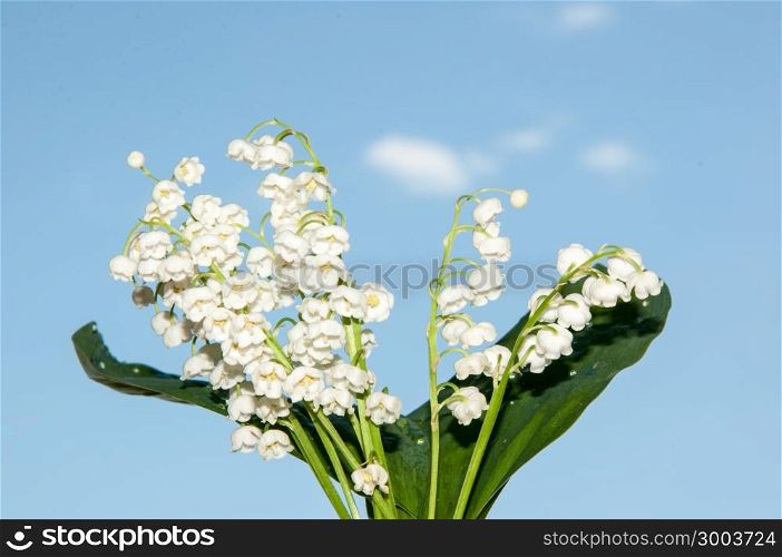 Lily of the Valley may perennial grass lily family