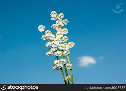 Lily of the Valley may perennial grass lily family