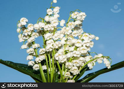 Lily of the Valley may perennial grass lily family