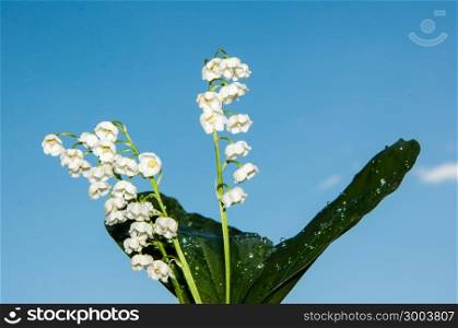 Lily of the Valley may perennial grass lily family