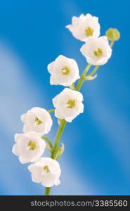 Lily of the valley on a blue sky