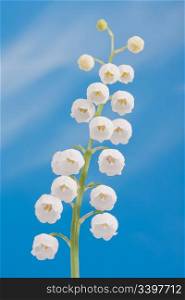 Lily of the valley on a blue sky