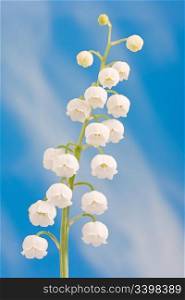 Lily of the valley on a blue sky