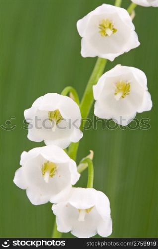 Lily of the valley on the background green leaf