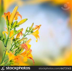 lily over blurred nature background, floral border