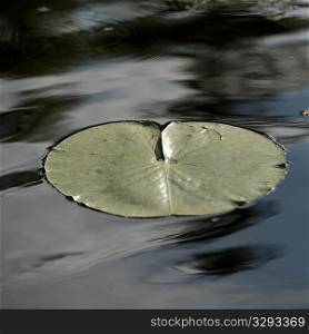Lily pad floating on the water at Lake of the Woods, Ontario