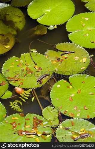 Lily pad in a pond, Hawaii Tropical Botanical Garden, Hilo, Big Island, Hawaii Islands, USA