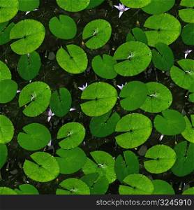 Lily Pads 01