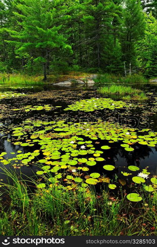 Lily pads and water lilies on lake surface in Northern Ontario wilderness