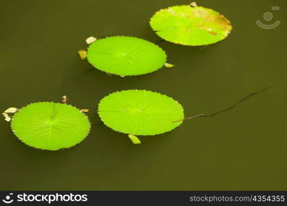 Lily pads floating on water, Hawaii Tropical Botanical Garden, Hilo, Big Island, Hawaii Islands, USA