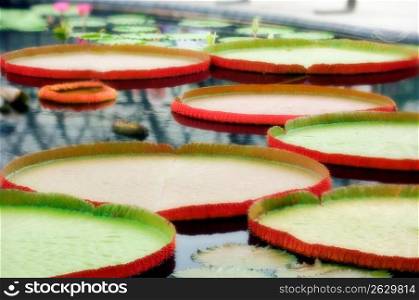 Lily pads in pond, close-up