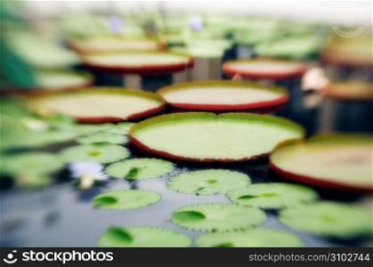 Lily pads in pond, elevated view